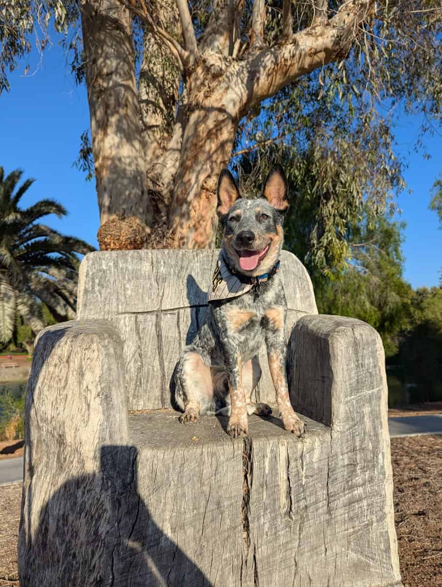 Blue heeler 1 yr male up to date image 1