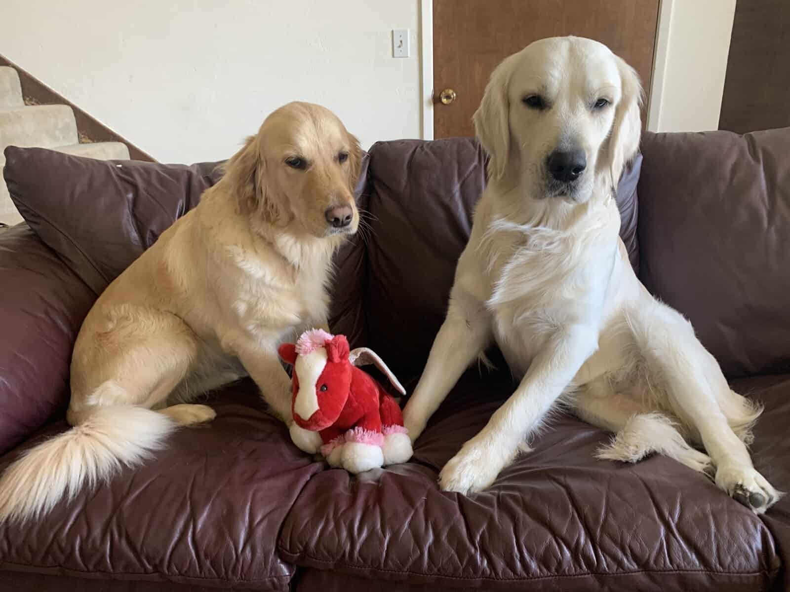 Golden Retriever Puppies image 4