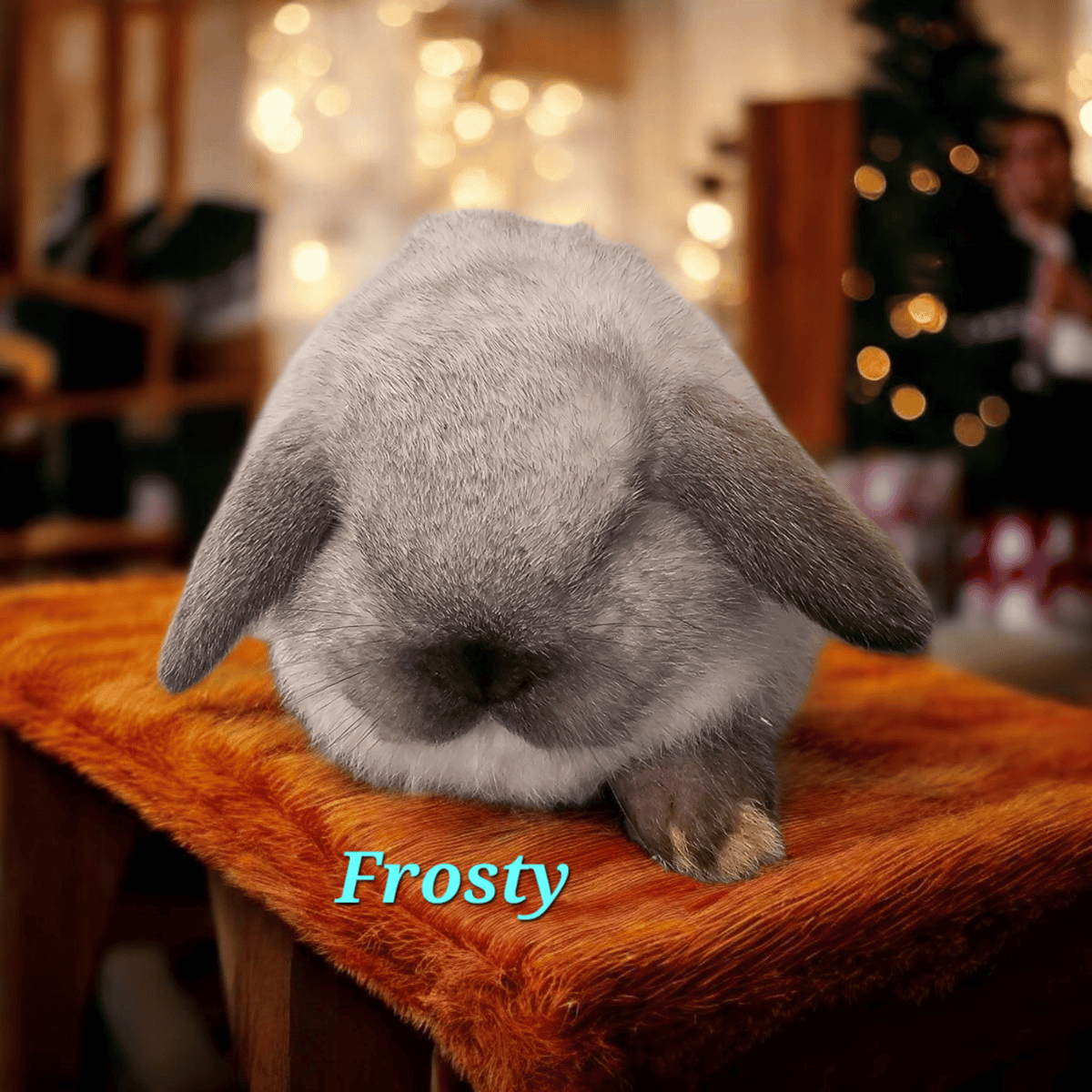 Adorable hand raised mini bunnies image 1
