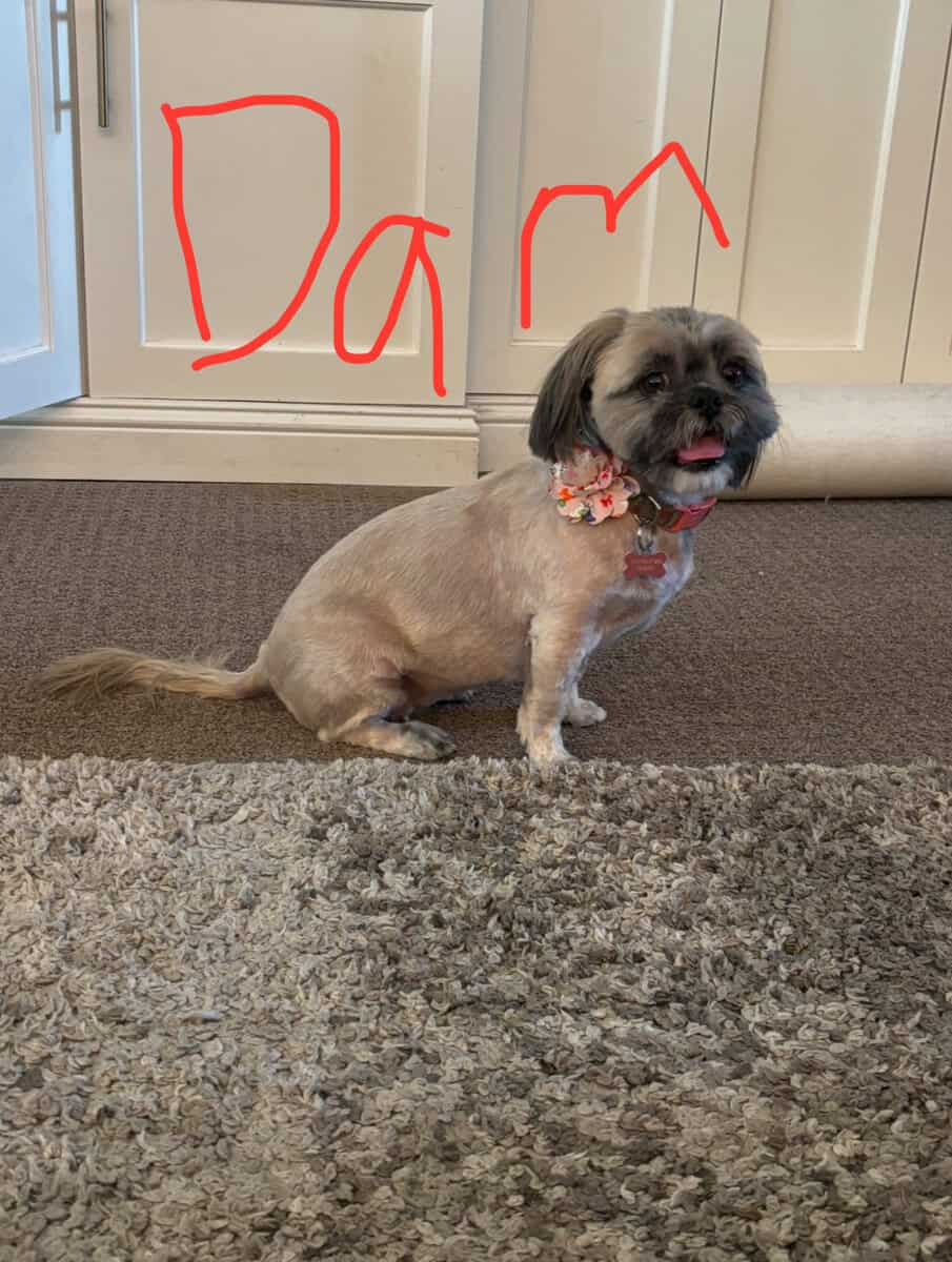 2 Boys Pure Bred Shih Tzus image 11