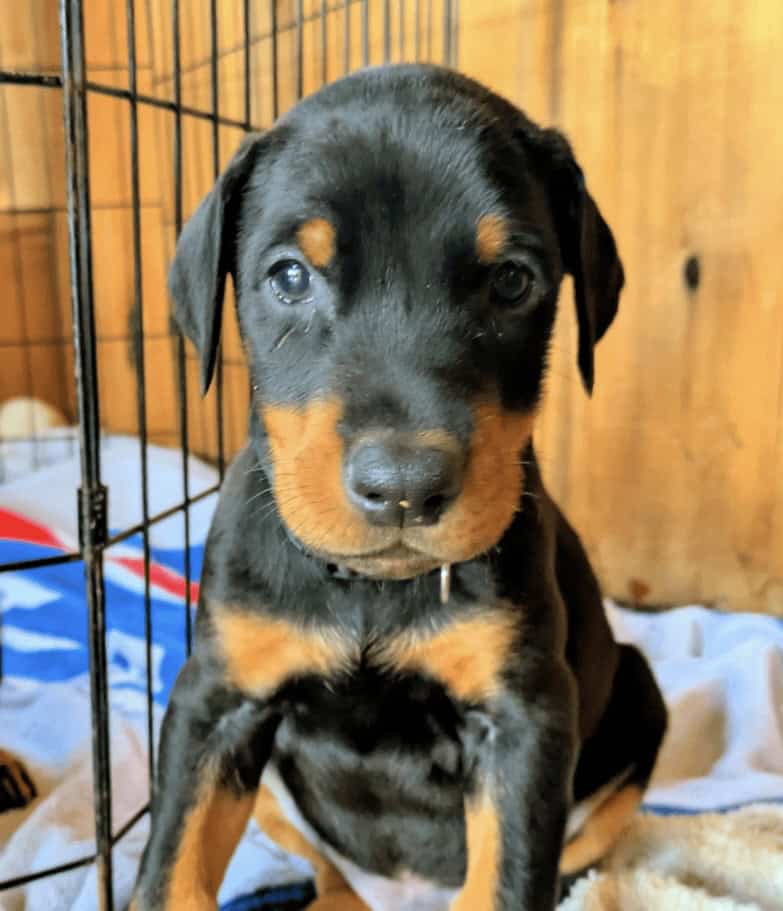 Doberman puppy male image 1