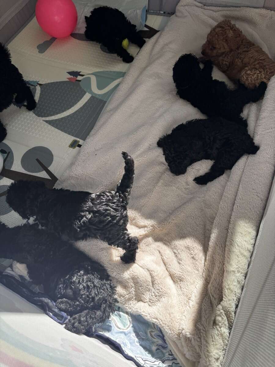 Standard Poodle Puppies – Family Raised – Ready image 12