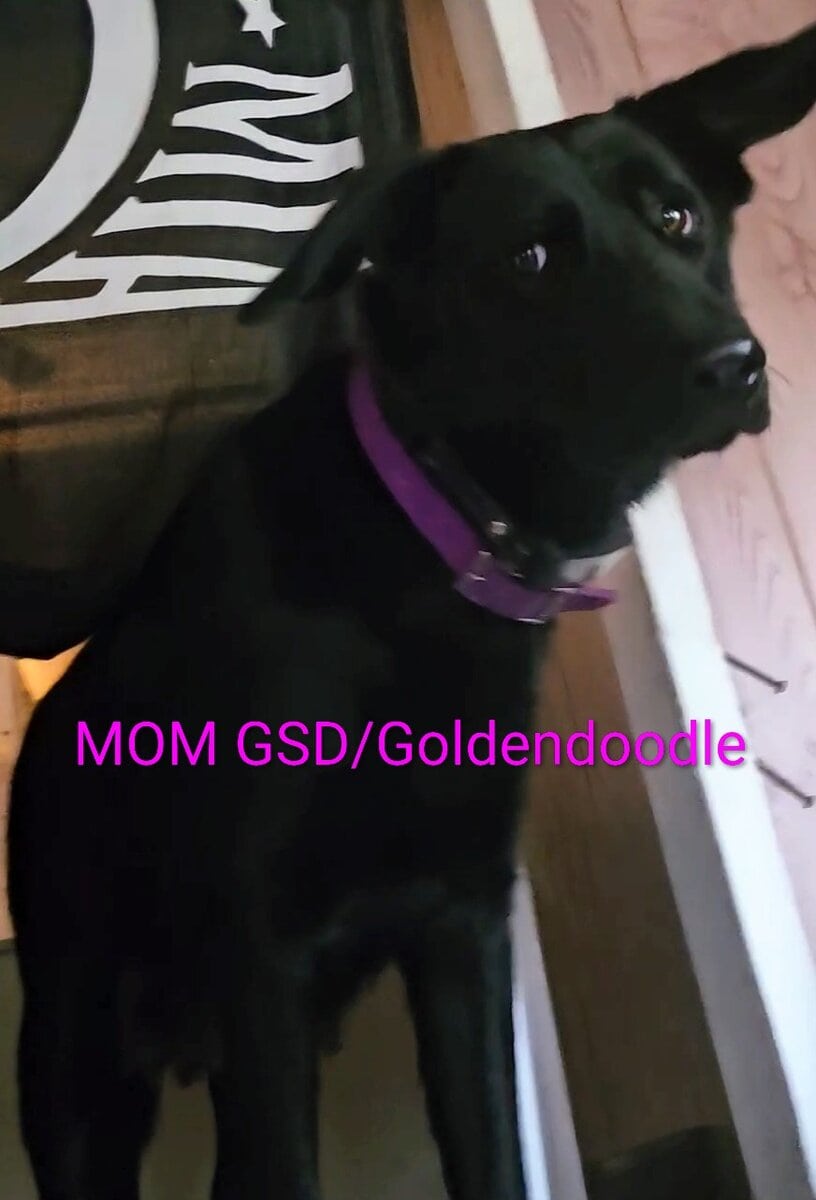 GSD-GOODLEDOODLE image 9