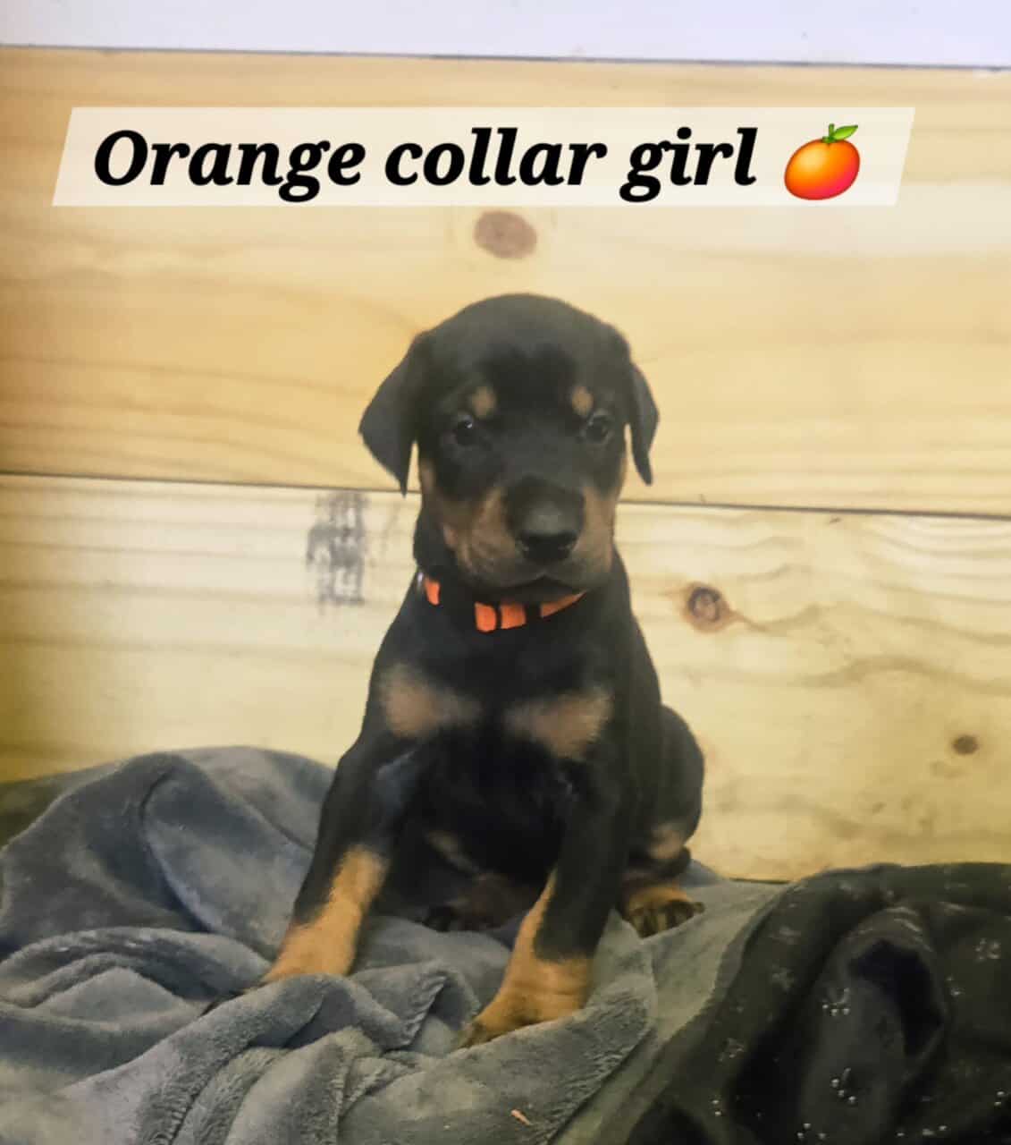 AKC Registered European Doberman image 4