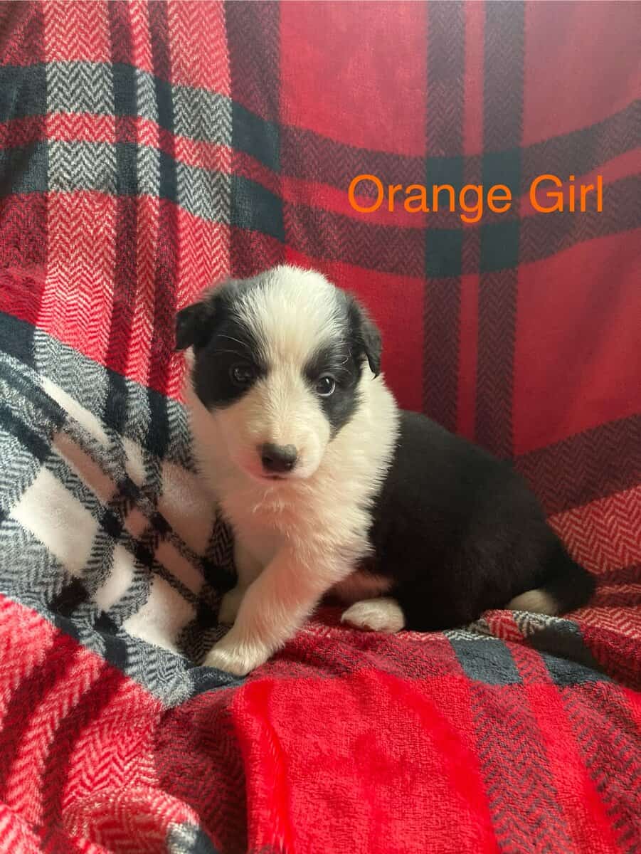 English Shepherd Cross Puppies image 3