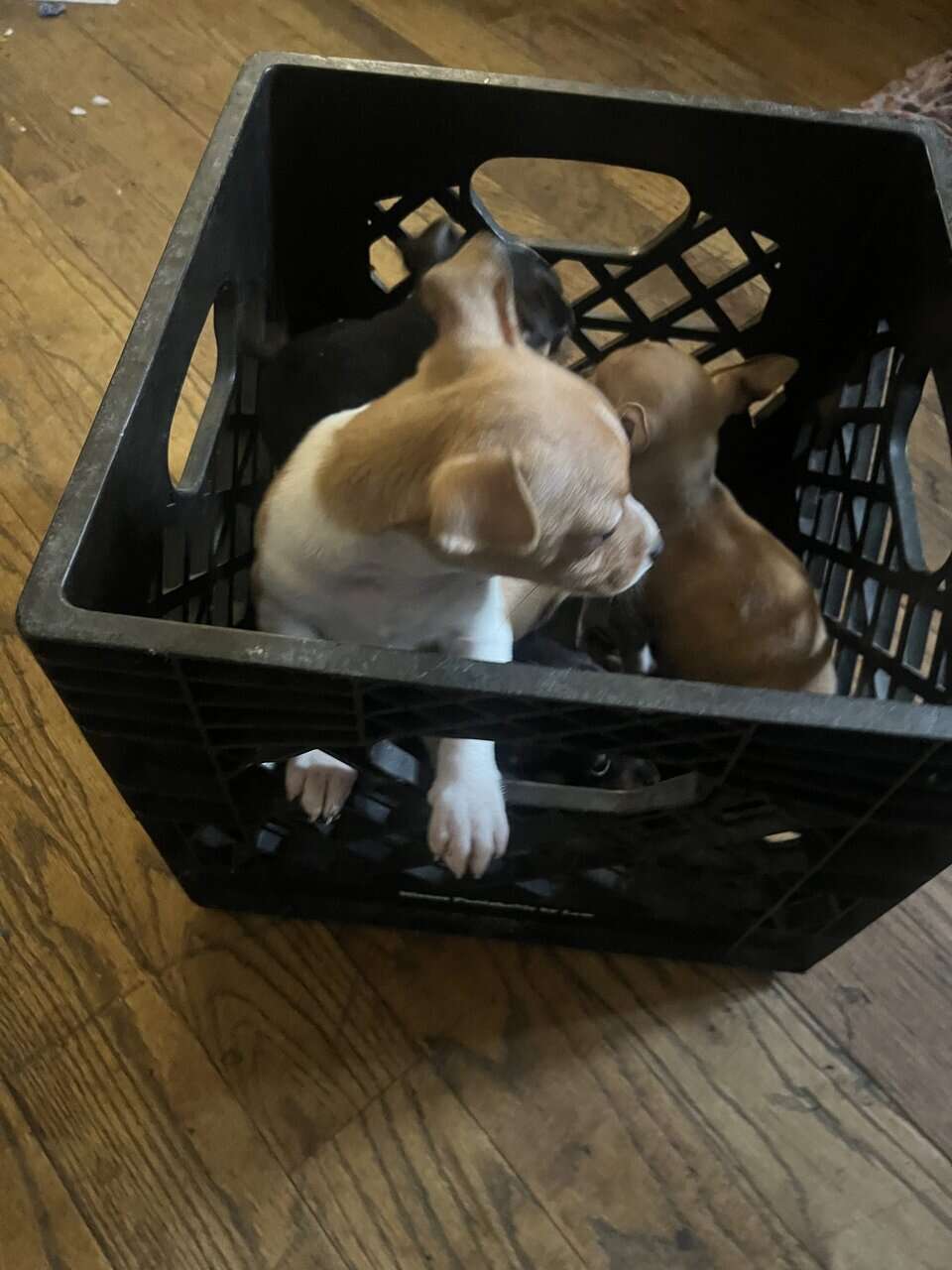 🐶 Chihuahua Puppies image 4
