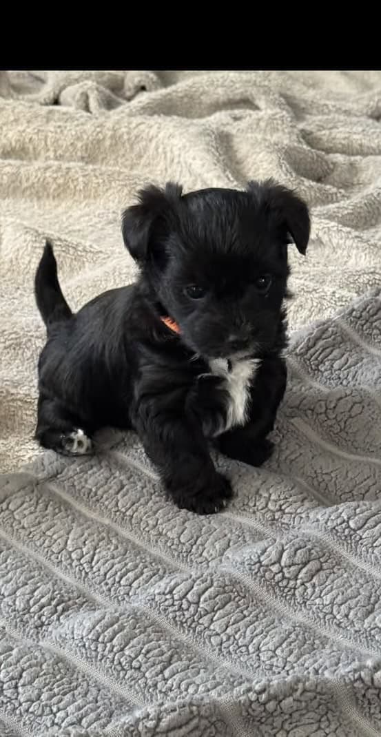 Female Yorkshire image 1