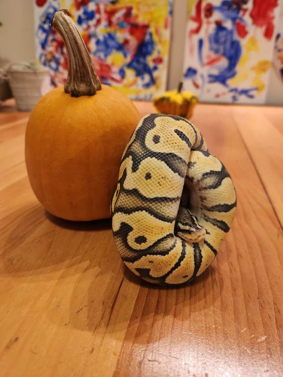 Pastel Hypo 50% Het Clown image 2