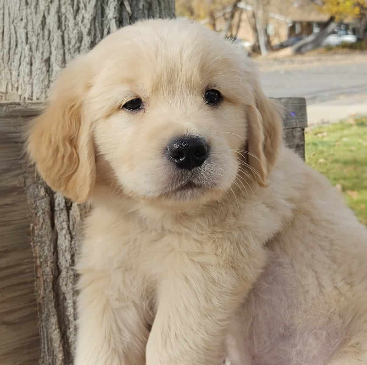 Golden Retriever Puppies image 8