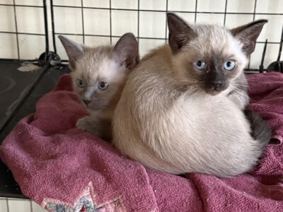 Siamese Kittens