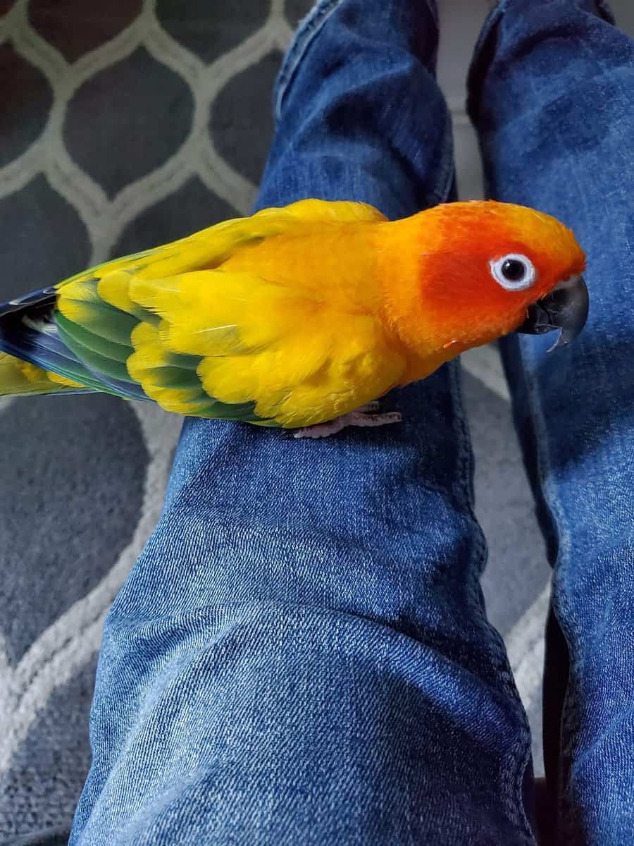 Sun conure image 1