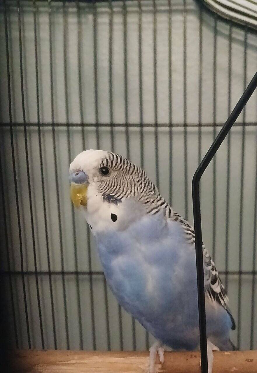 4 Dark blue friendly male budgies (35 ea.) image 2
