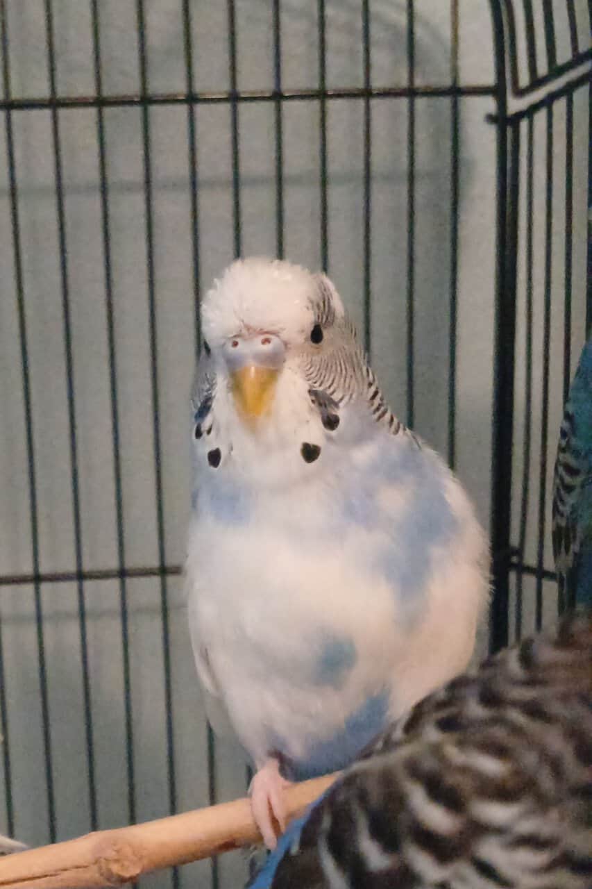 (Unavailable) White and blue mutation budgies image 7