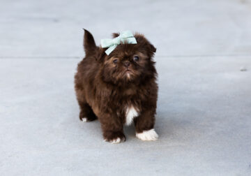 Shih Tzu female puppy in Indiana (Stella)