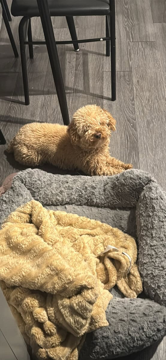 Toy poodle image 2