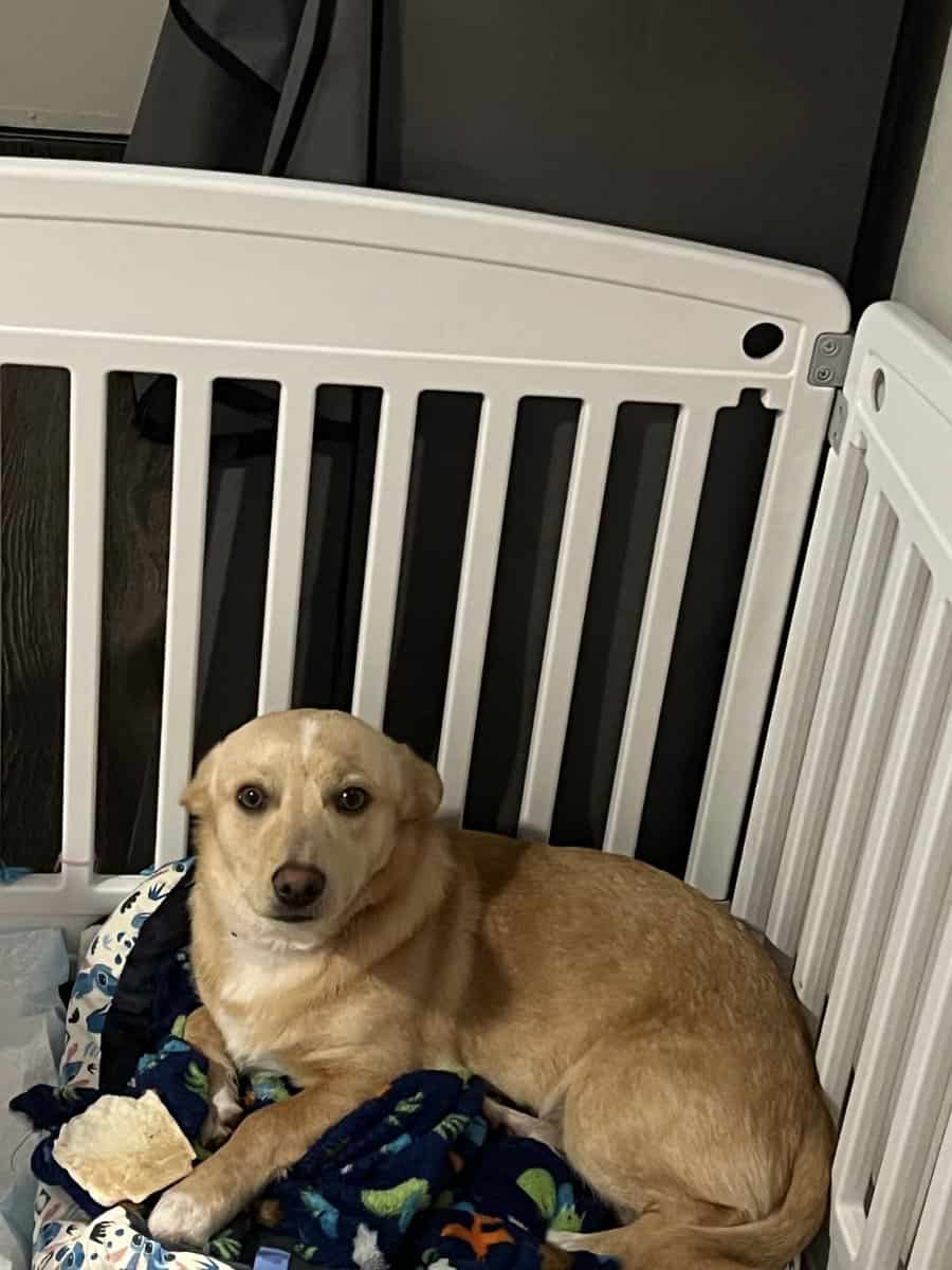 Chihuahua and corgi mixed image 2