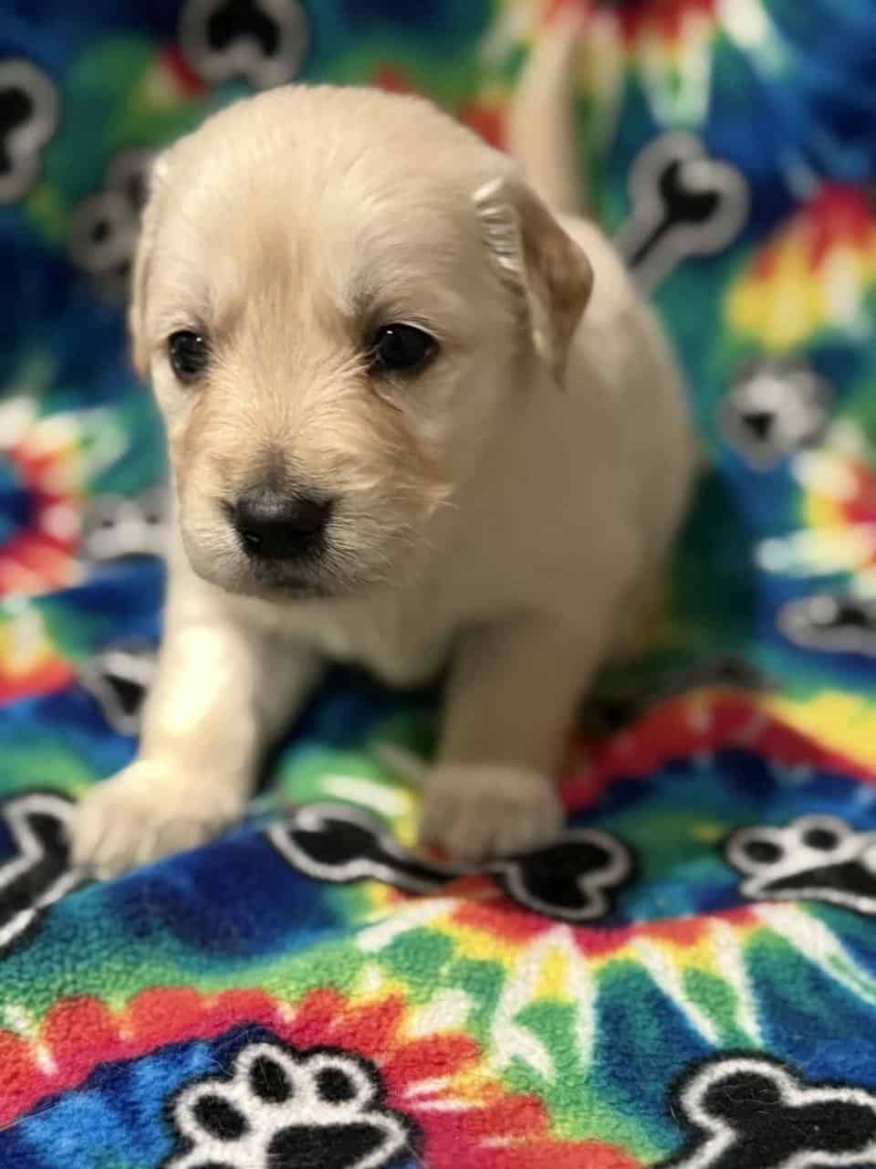 Golden Retriever Puppies image 7
