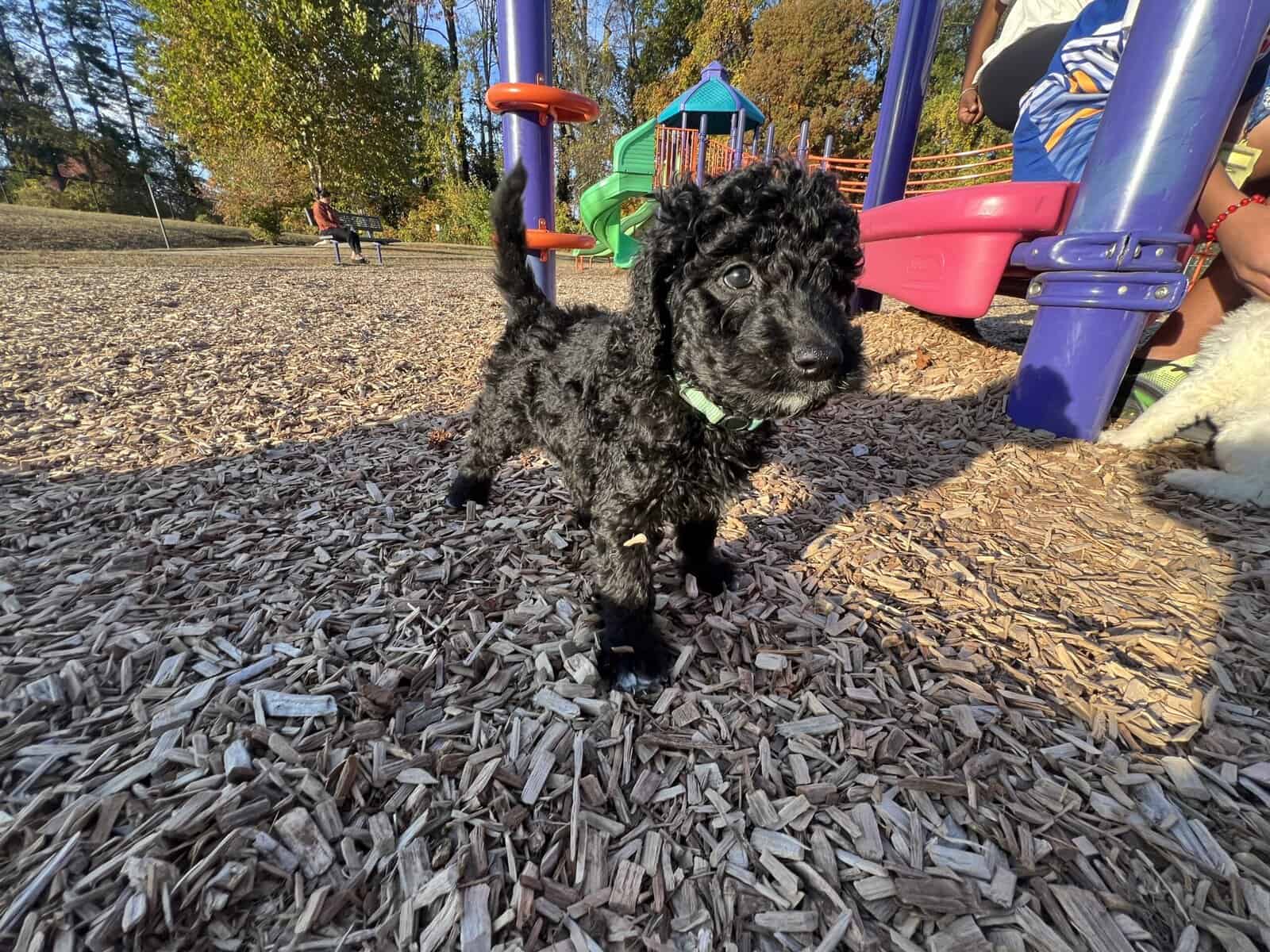Medium goldendoodle puppy image 6