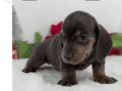 Xavier (AKC Mini Dachshund)