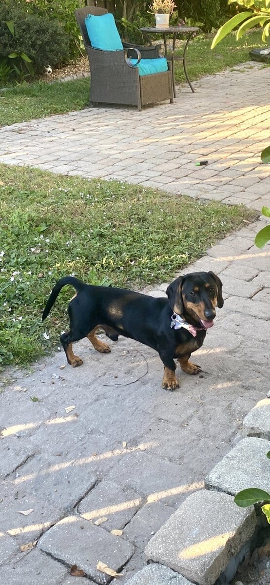Meet Pancakes! image 4