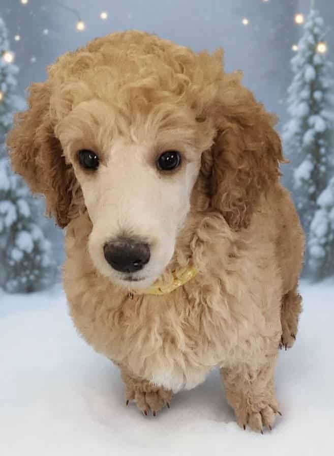 AKC STANDARD POODLE image 5