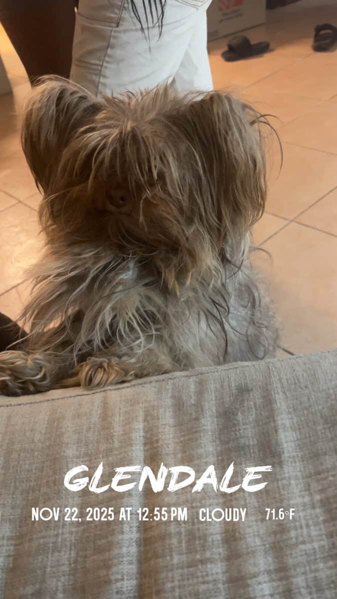 3 year old Yorkie for sale image 2