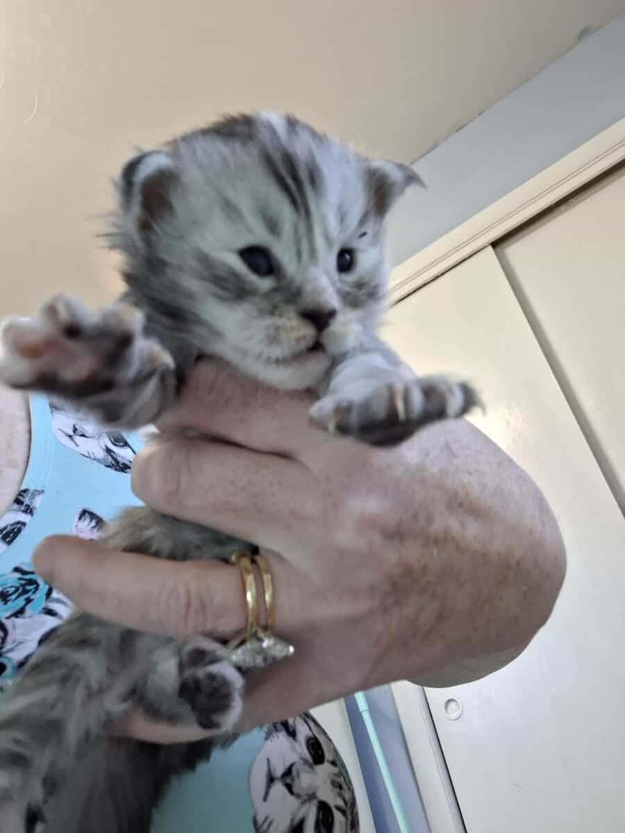 Maine coon kittens image 1