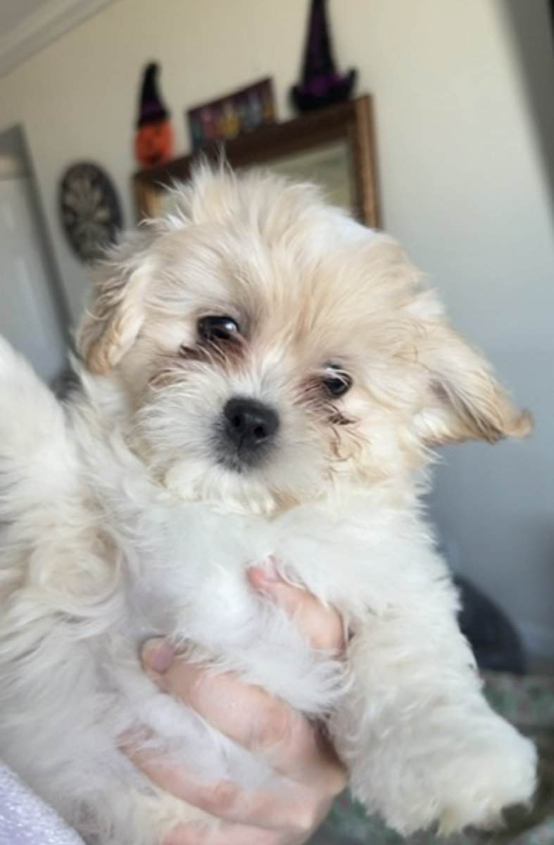 Pomeranian mix puppies image 2