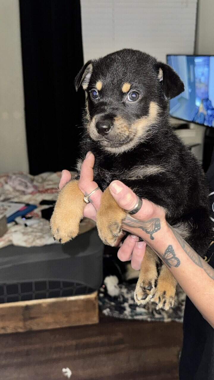High End Designer Pups image 6