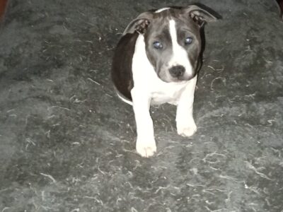 American X english staff pups 8wkold