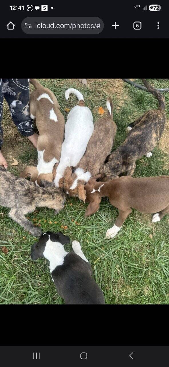 Free Blue nose pit and Golden doodle puppies image 7