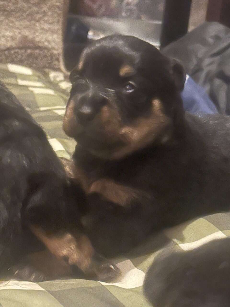 Rottweilers for rehoming image 2