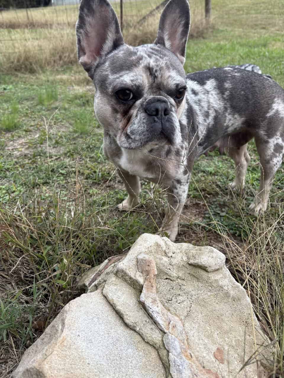 Akc French Bulldog (best pricing !) image 5