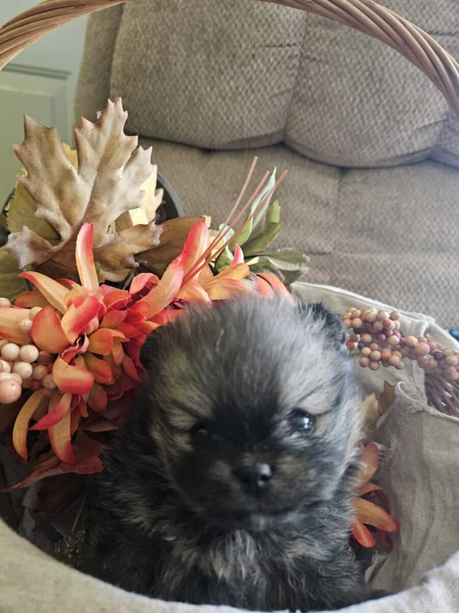 Pomeranian pups image 1