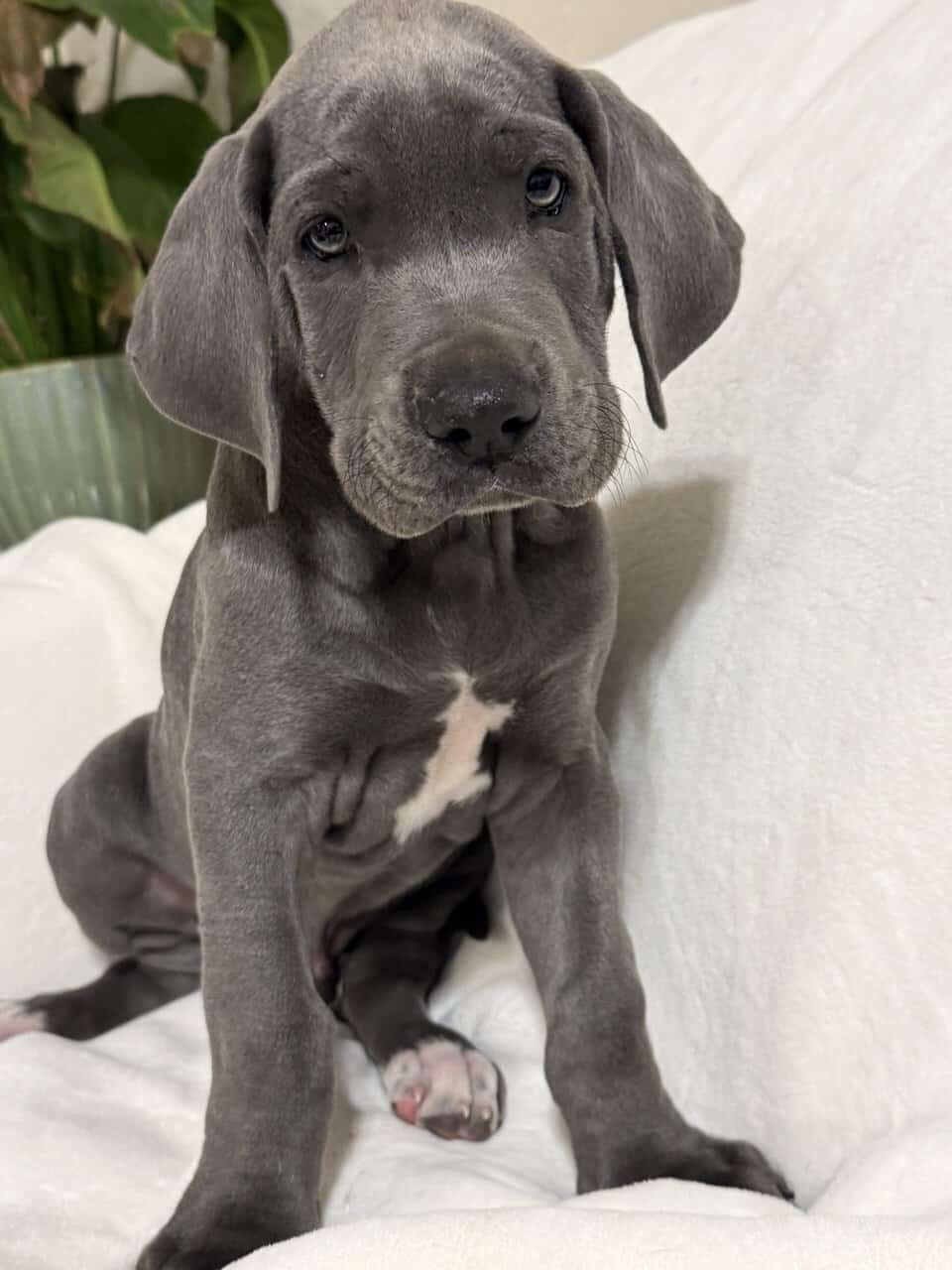 Rehoming Great Dane puppies. image 3