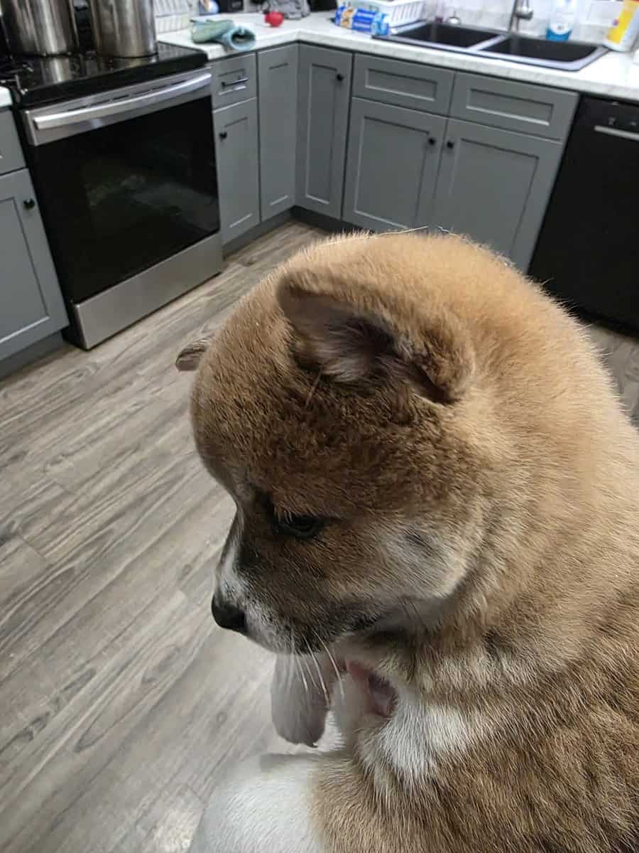 Shiba Inu puppies image 4