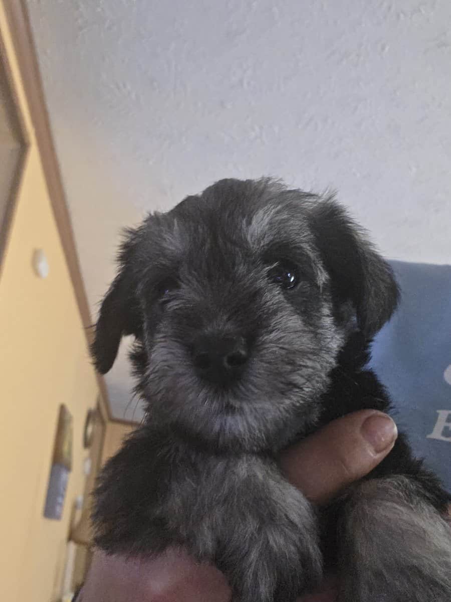 Miniature schnauzer image 5
