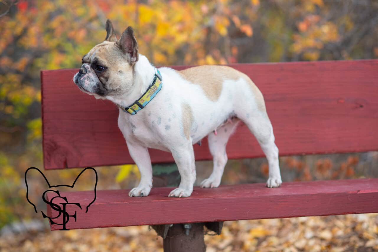 French Bulldog Puppies image 5