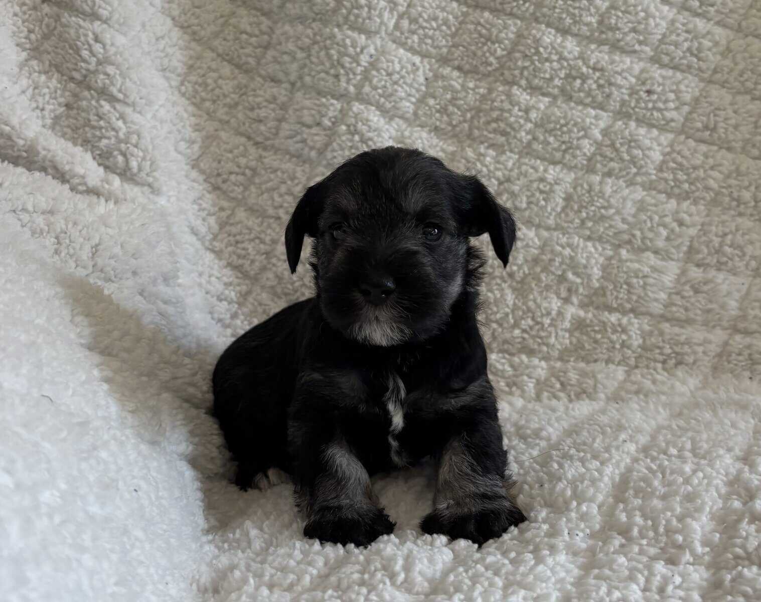 Male, Miniature Schnauzer's needing a forever home image 3