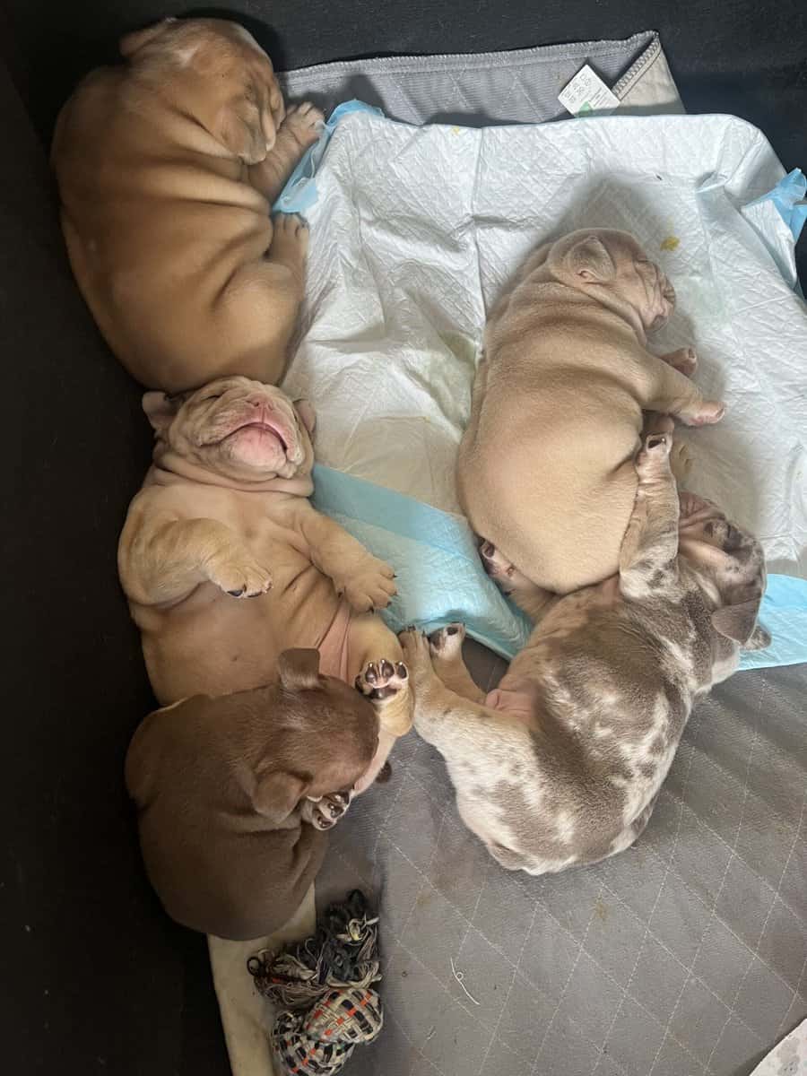 English bulldog image 1