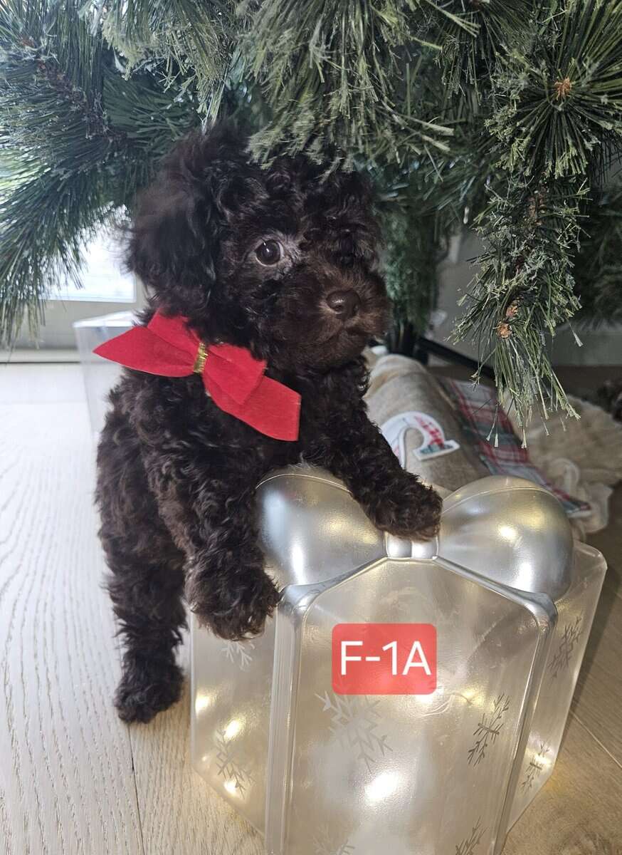 AKC TOY POODLES!! image 6