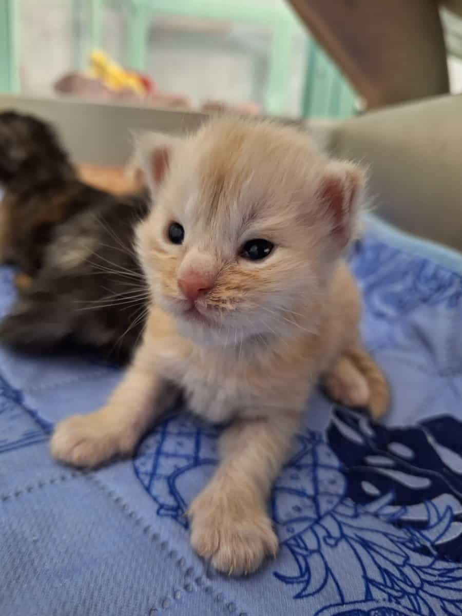 Maine coon kittens image 3