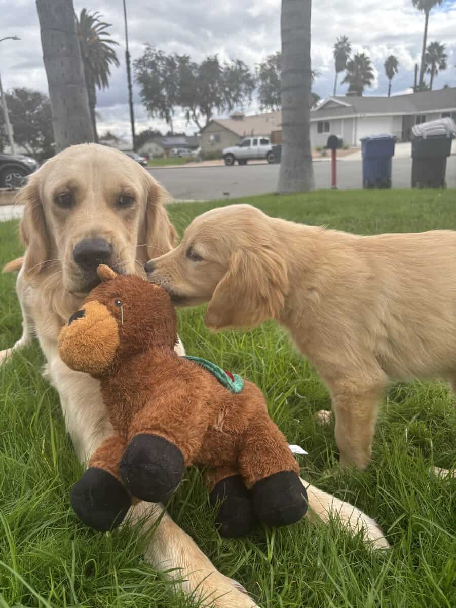 Golden retriever puppy image 3