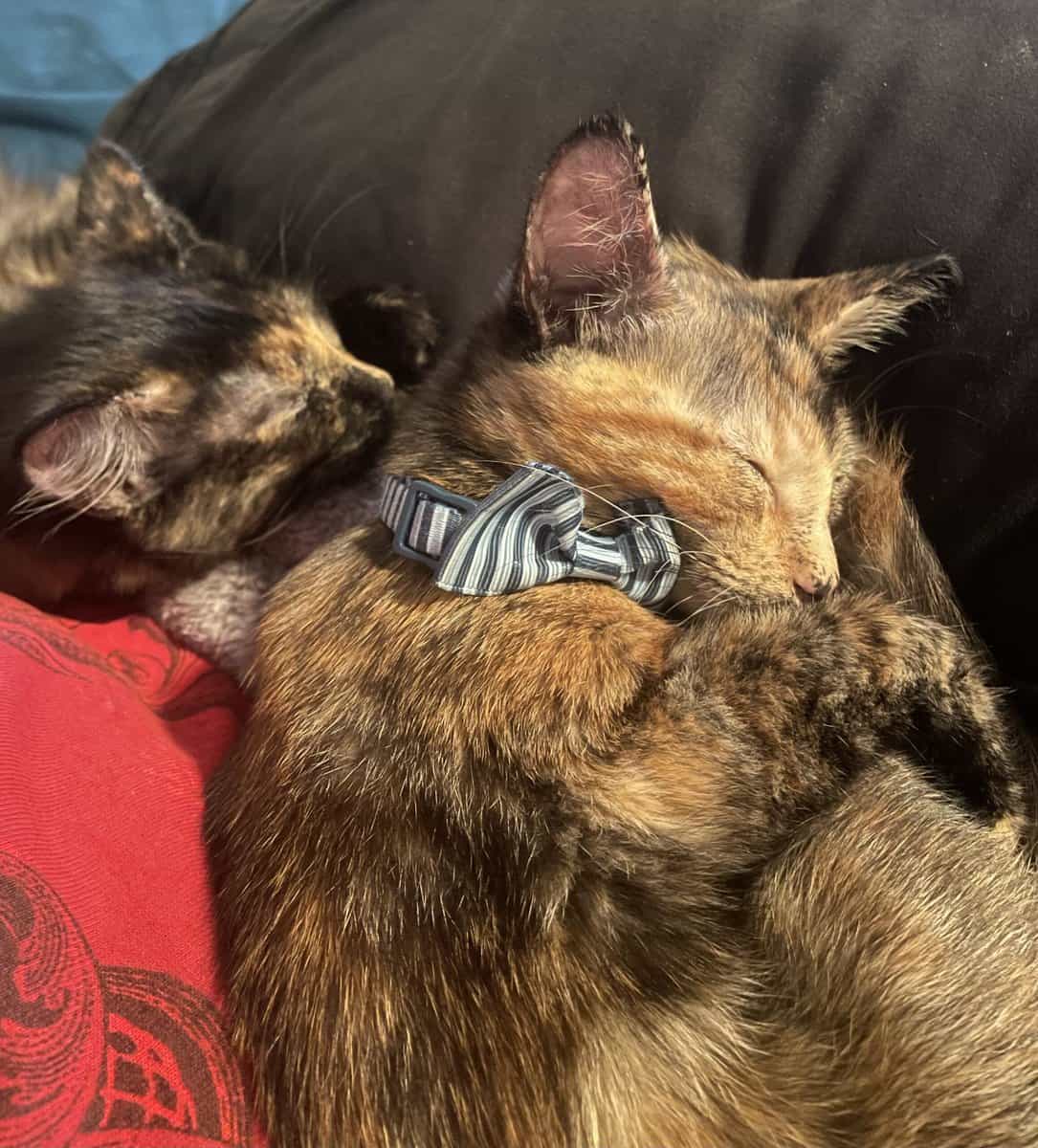 HOLIDAY SALE Anya AND Anais Female Calico Twins image 3