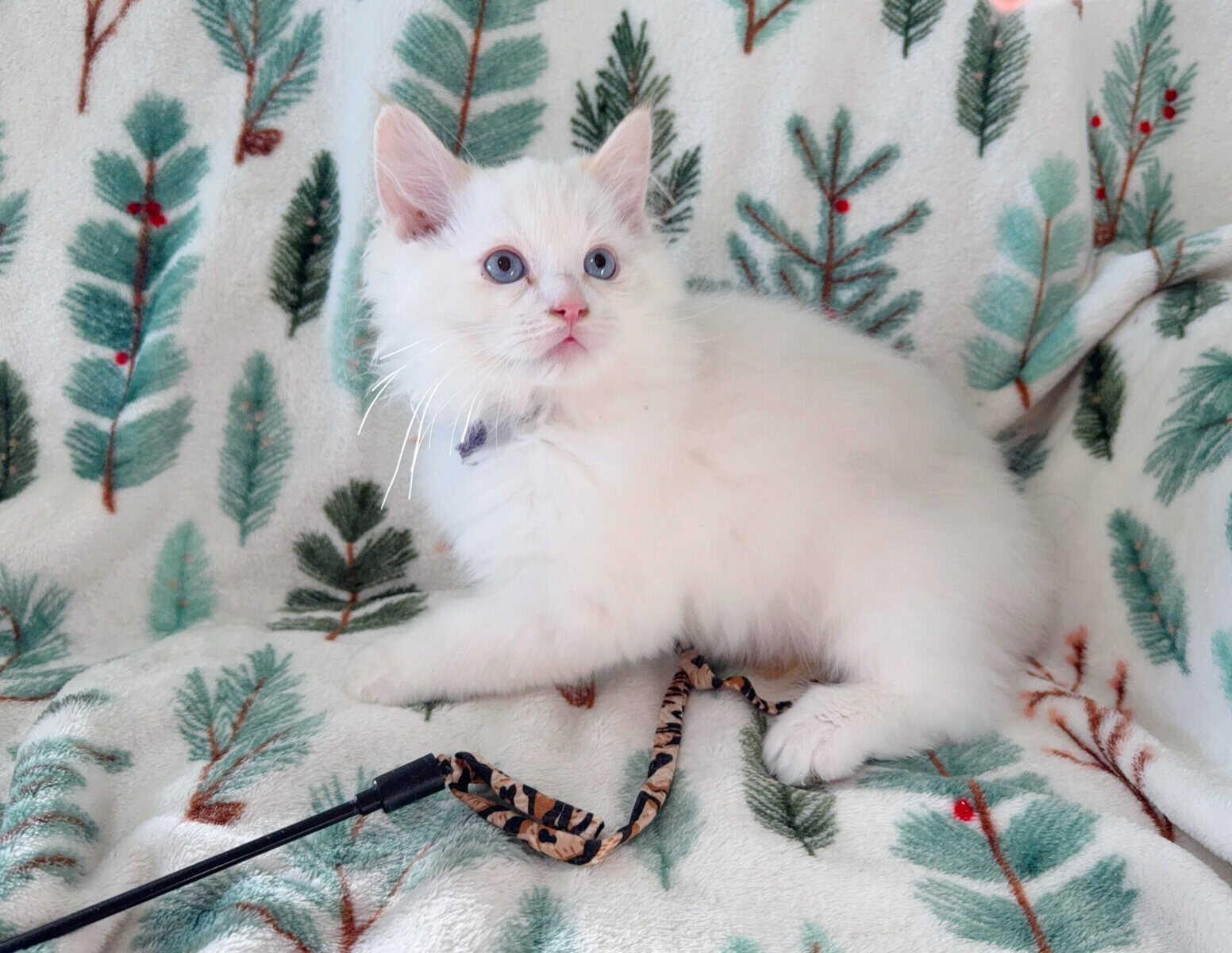 Ragdoll Kittens image 1