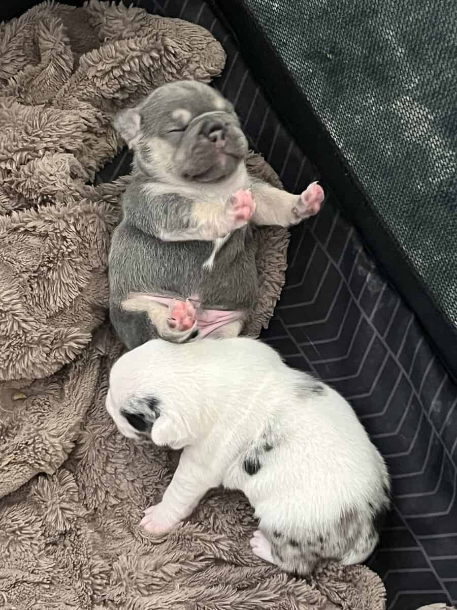 French Bulldog Puppies image 10