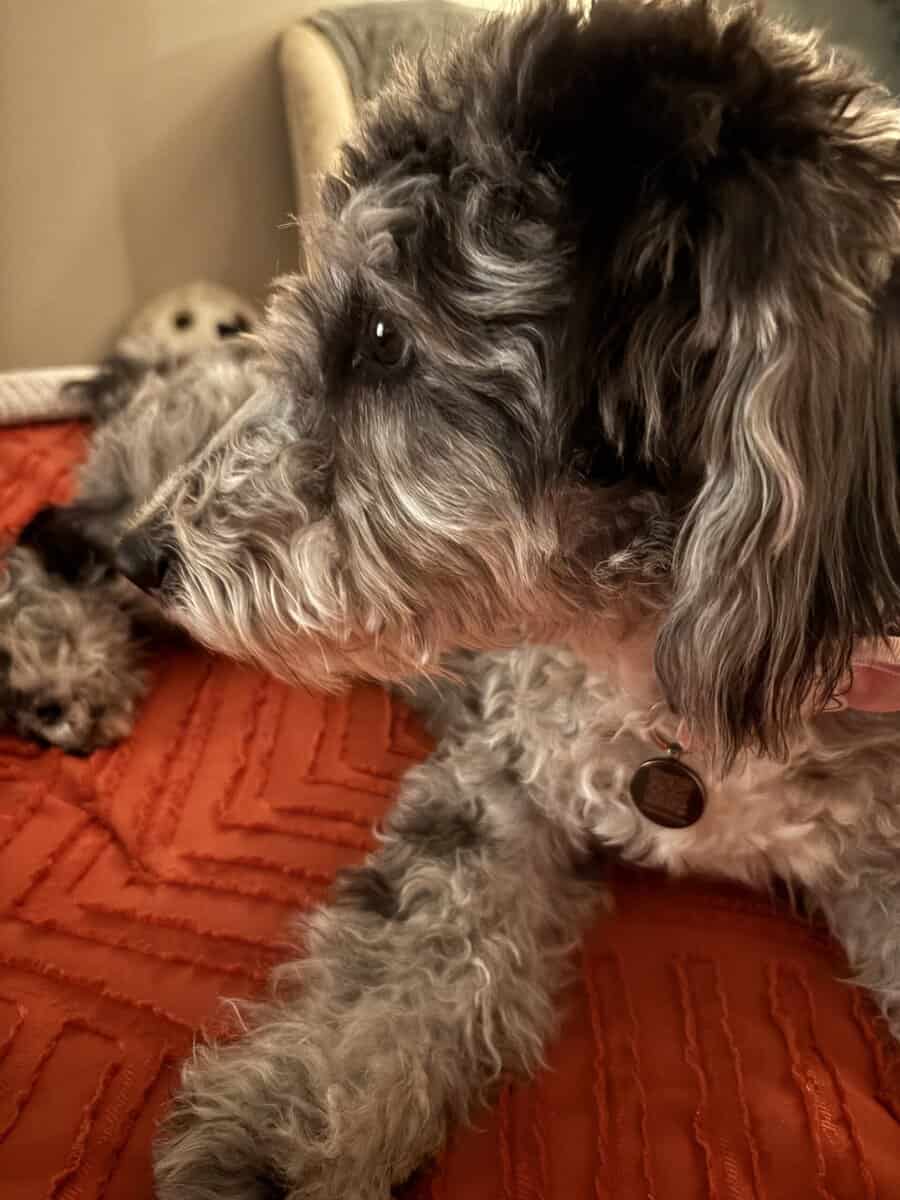 Miniature sheepadoodle image 1