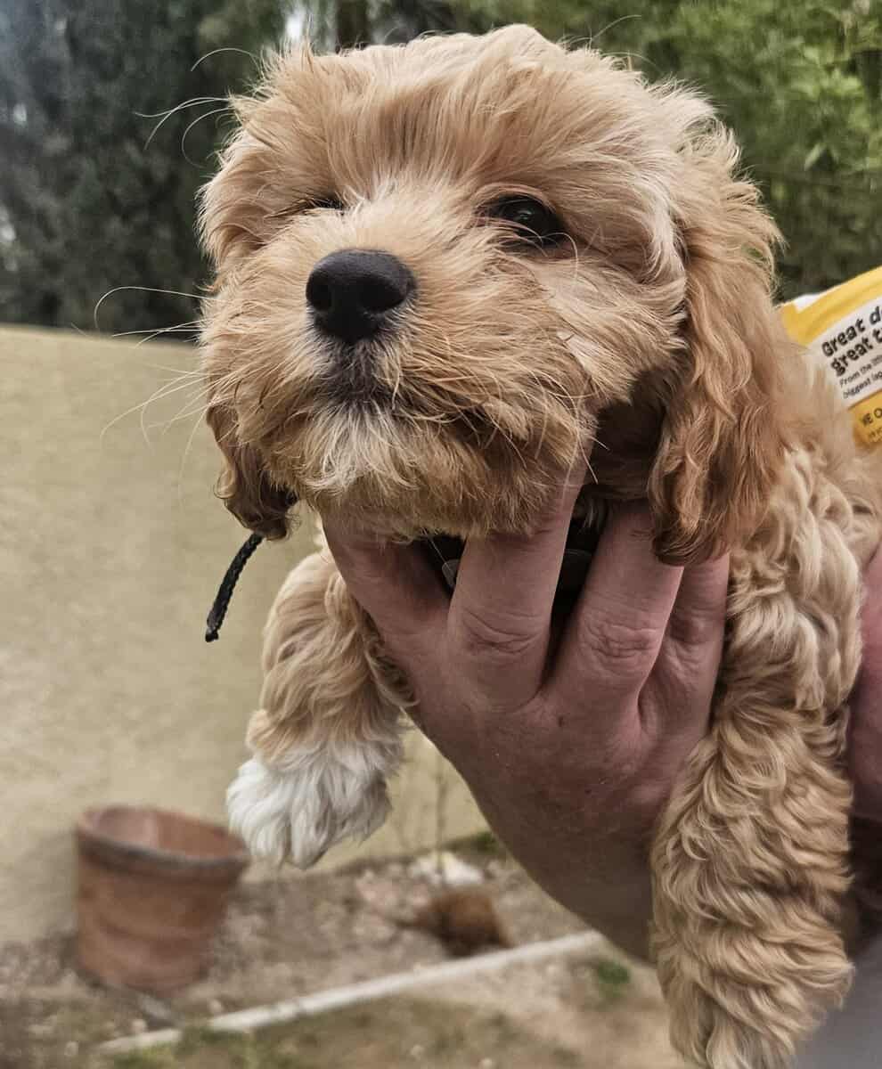 Cavapoochon puppy Jasmine (orange) image 1
