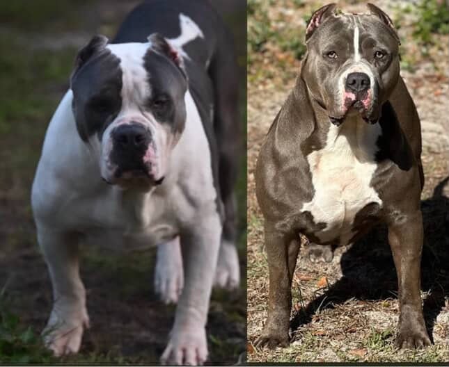 XL Bully Puppy For Sale Available in Miami image 7
