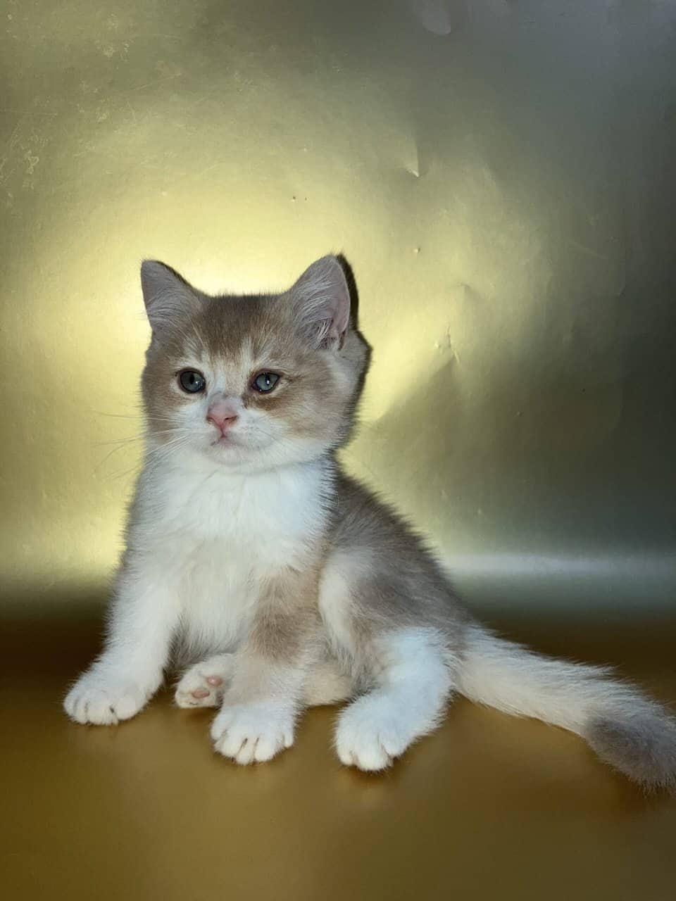 Bicolor Fawn British shorthair male image 6